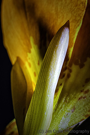 White Stamen